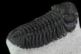 Bumpy Morocops Trilobite With Nice Eye Facets #79848-3